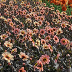 Dahlie Happy Single Kiss