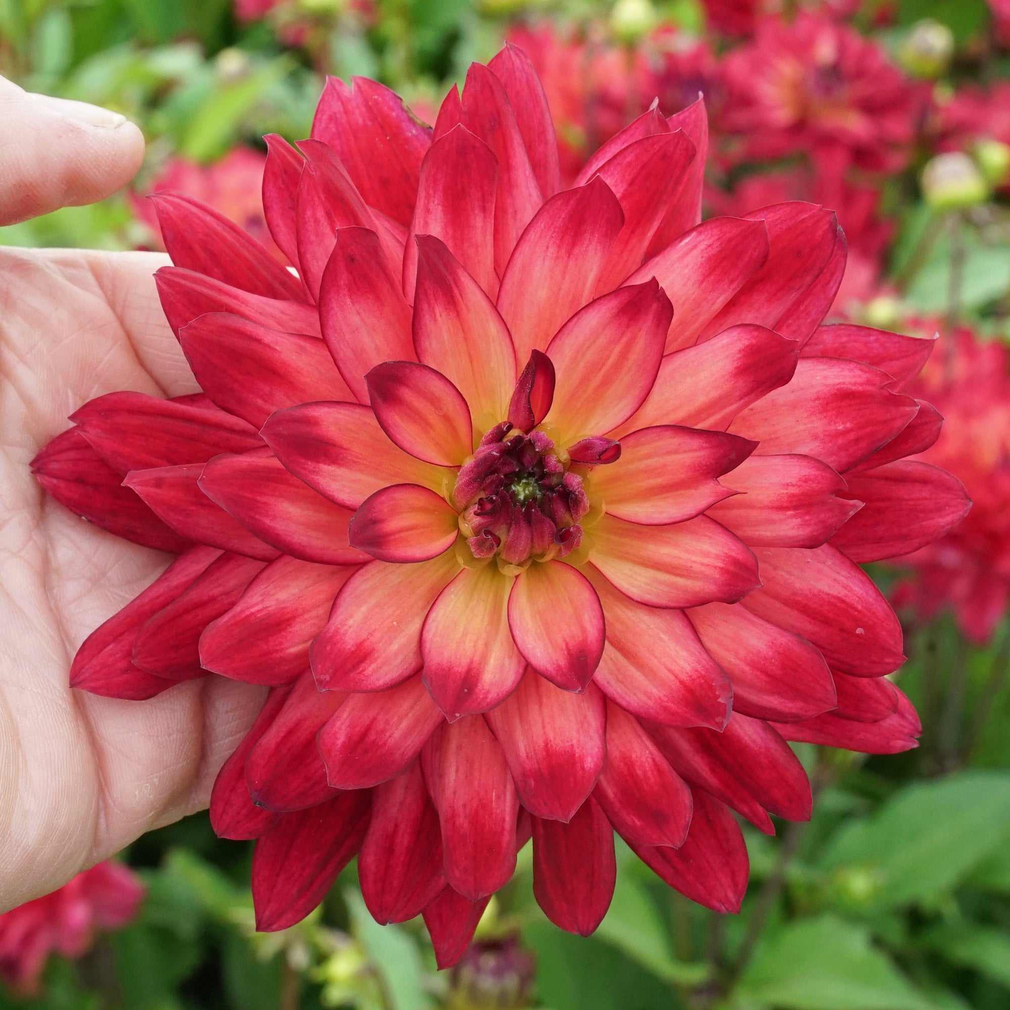 Dahlie Ocean of Love