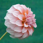 Dahlie Peaches
