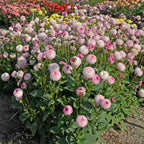 Dahlie Pink Isa
