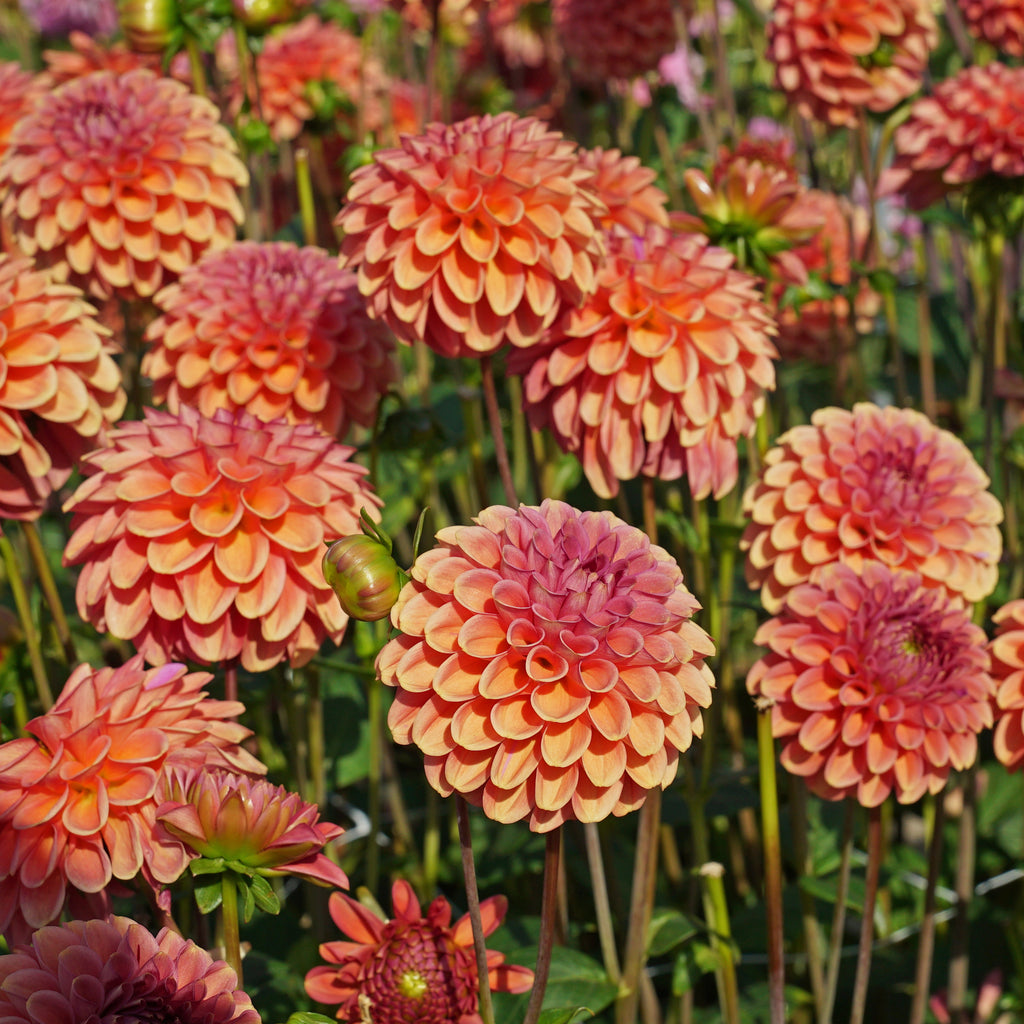 Dahlie Zundert Mystery Fox