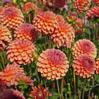 Dahlie Zundert Mystery Fox