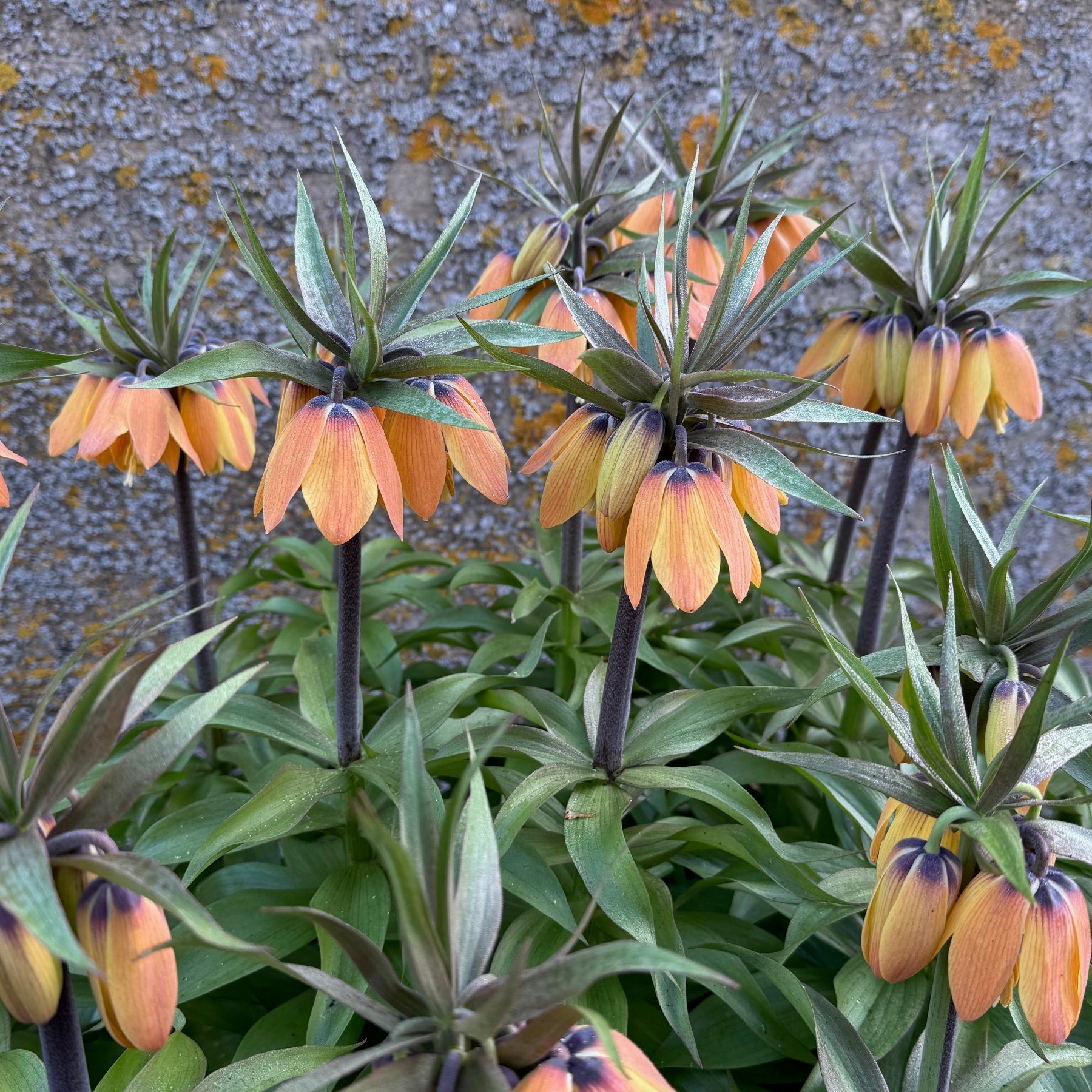 Fritillaria imperialis Paradise Beauty