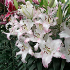 Lilium Brasilia