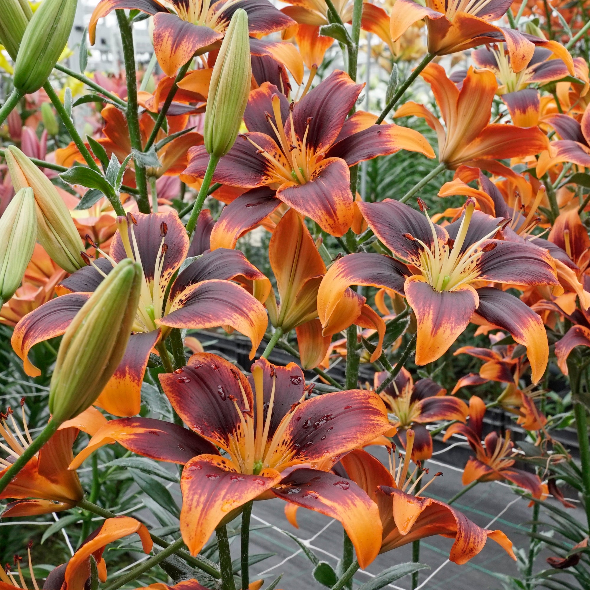 Lilium Forever Susan