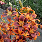 Lilium Forever Susan