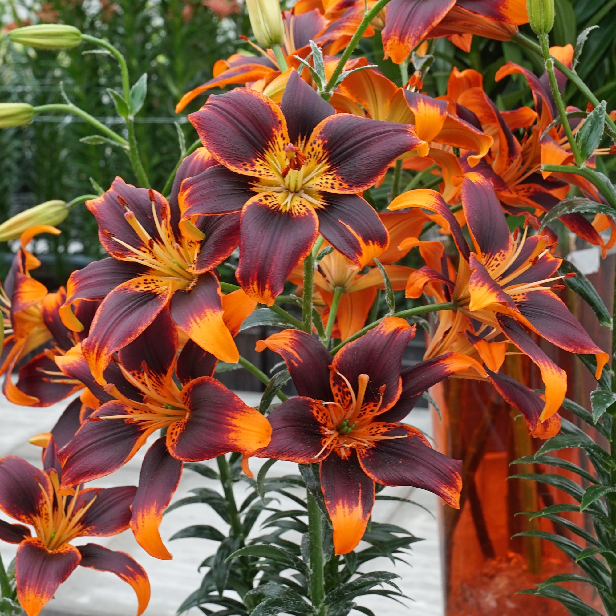 Lilium Forever Susan
