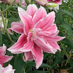 Lilium Roselily Isabella