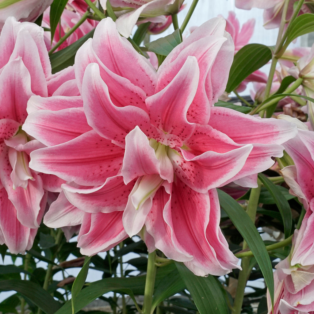 Lilium Roselily Isabella