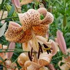 Lilium Tiger Babies