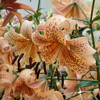 Lilium Tiger Babies