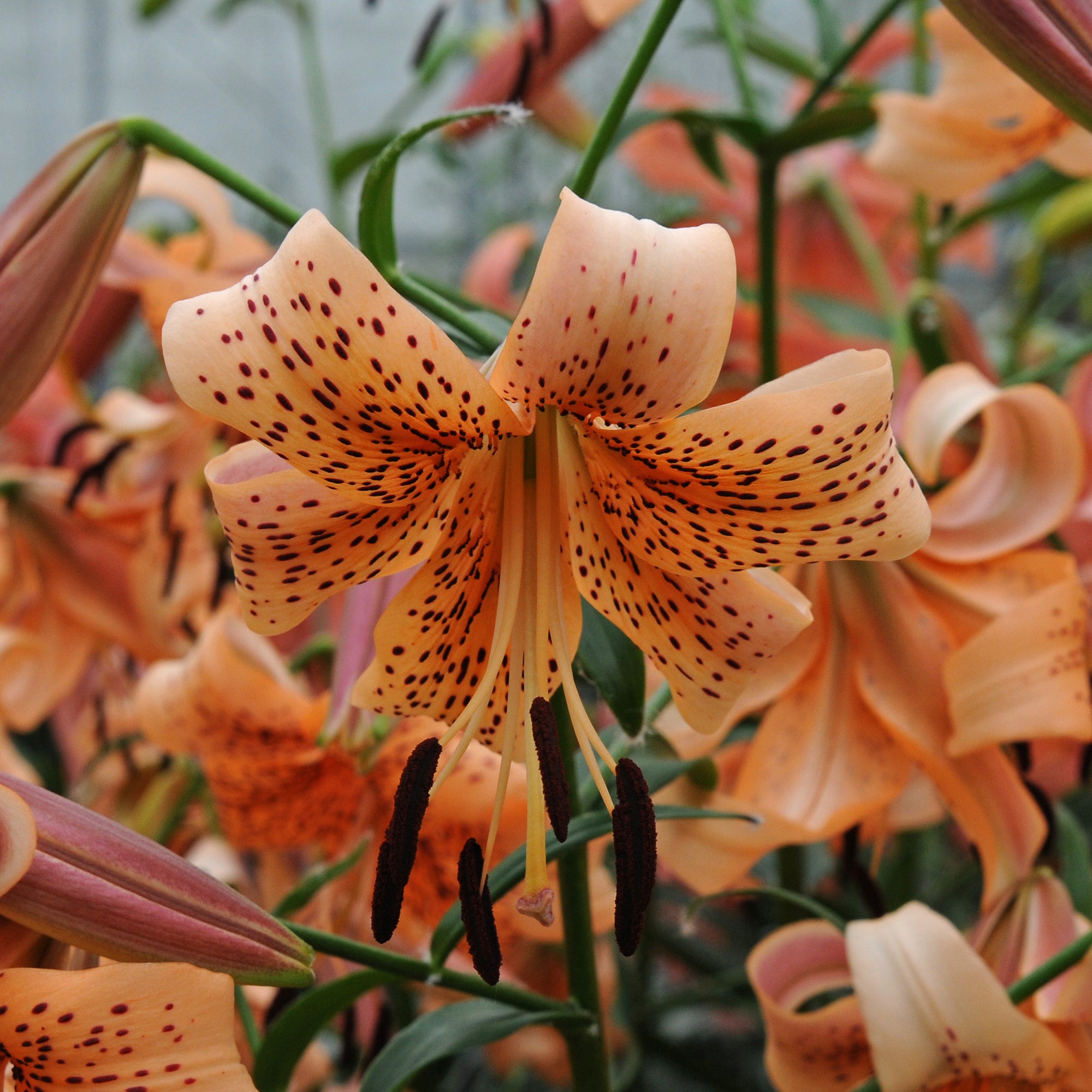 Lilium Tiger Babies
