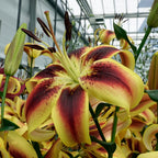 Lilium Viva la Vida (OAO)