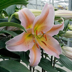 Lilium Salmon Party