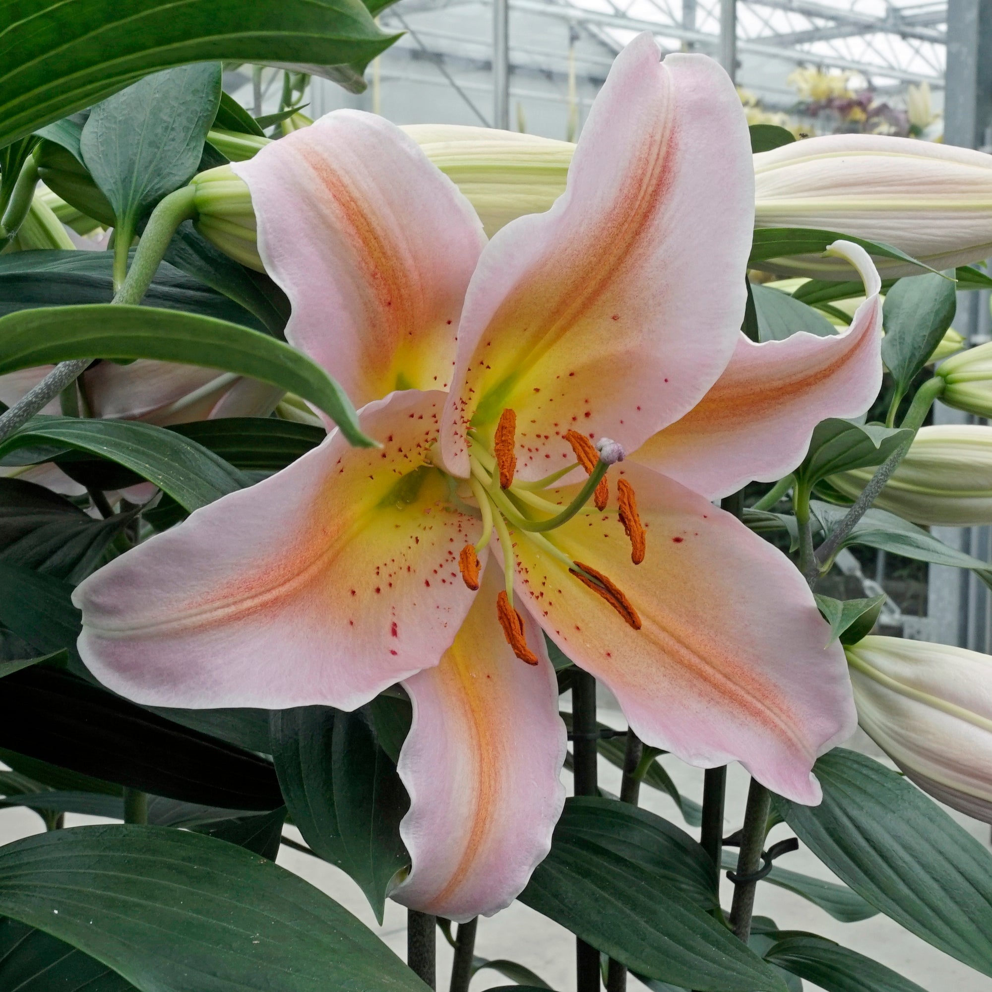 Lilium Salmon Party