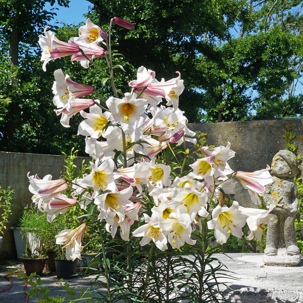 Lilium Regale