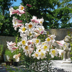 Lilium Regale