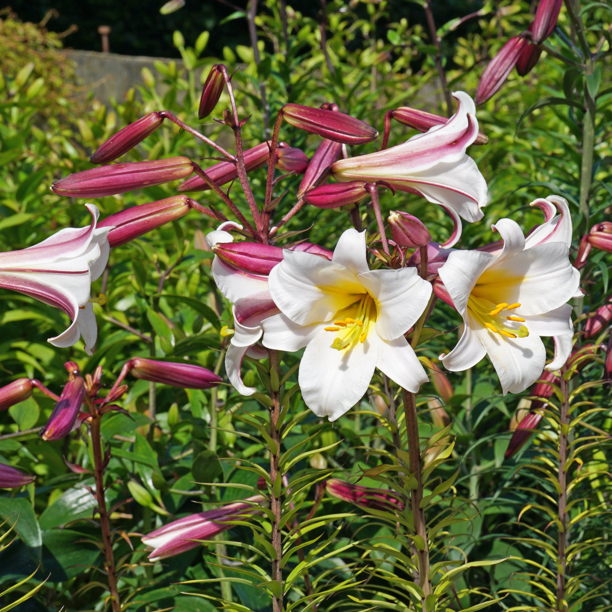 Lilium Regale