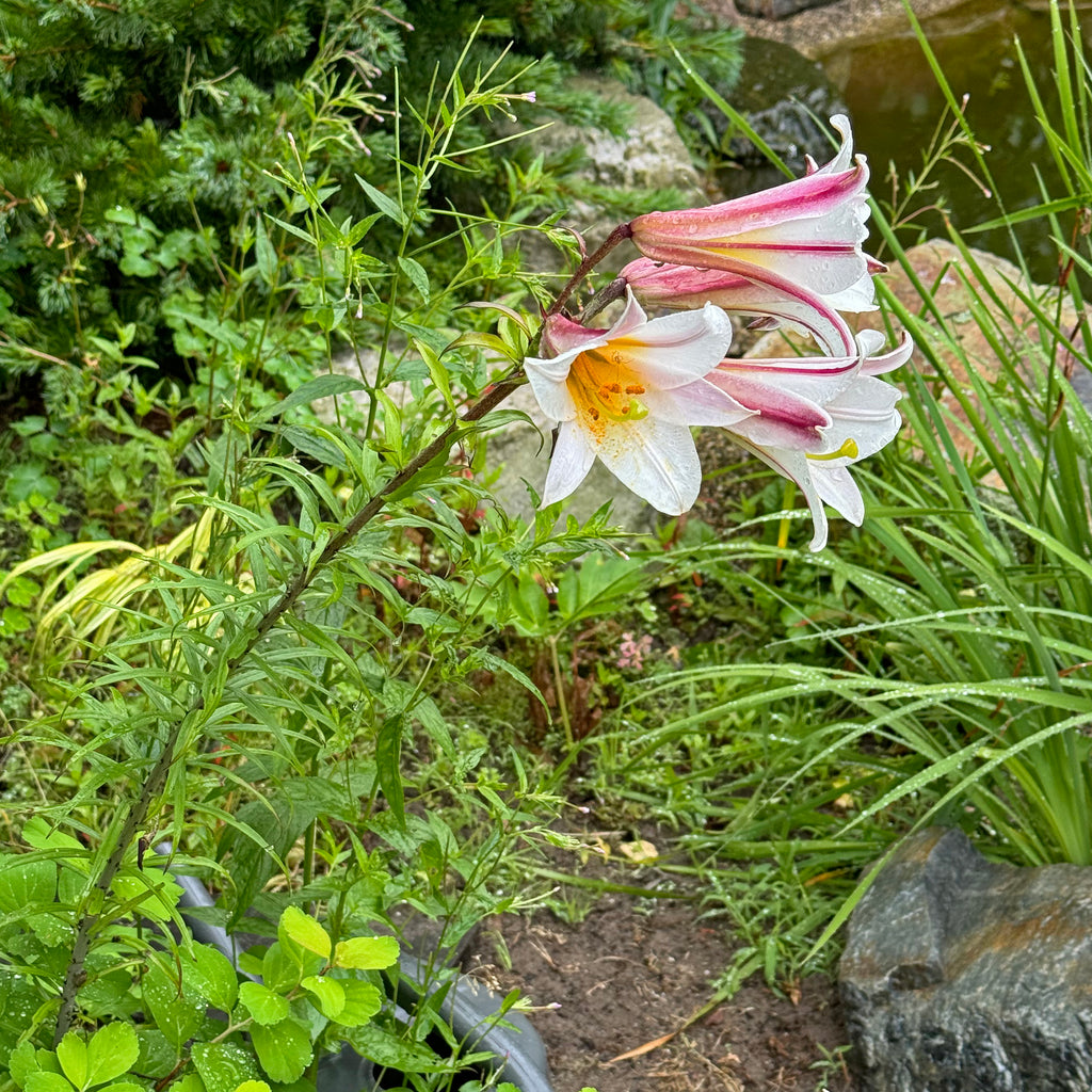 Lilium Regale