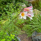 Lilium Regale