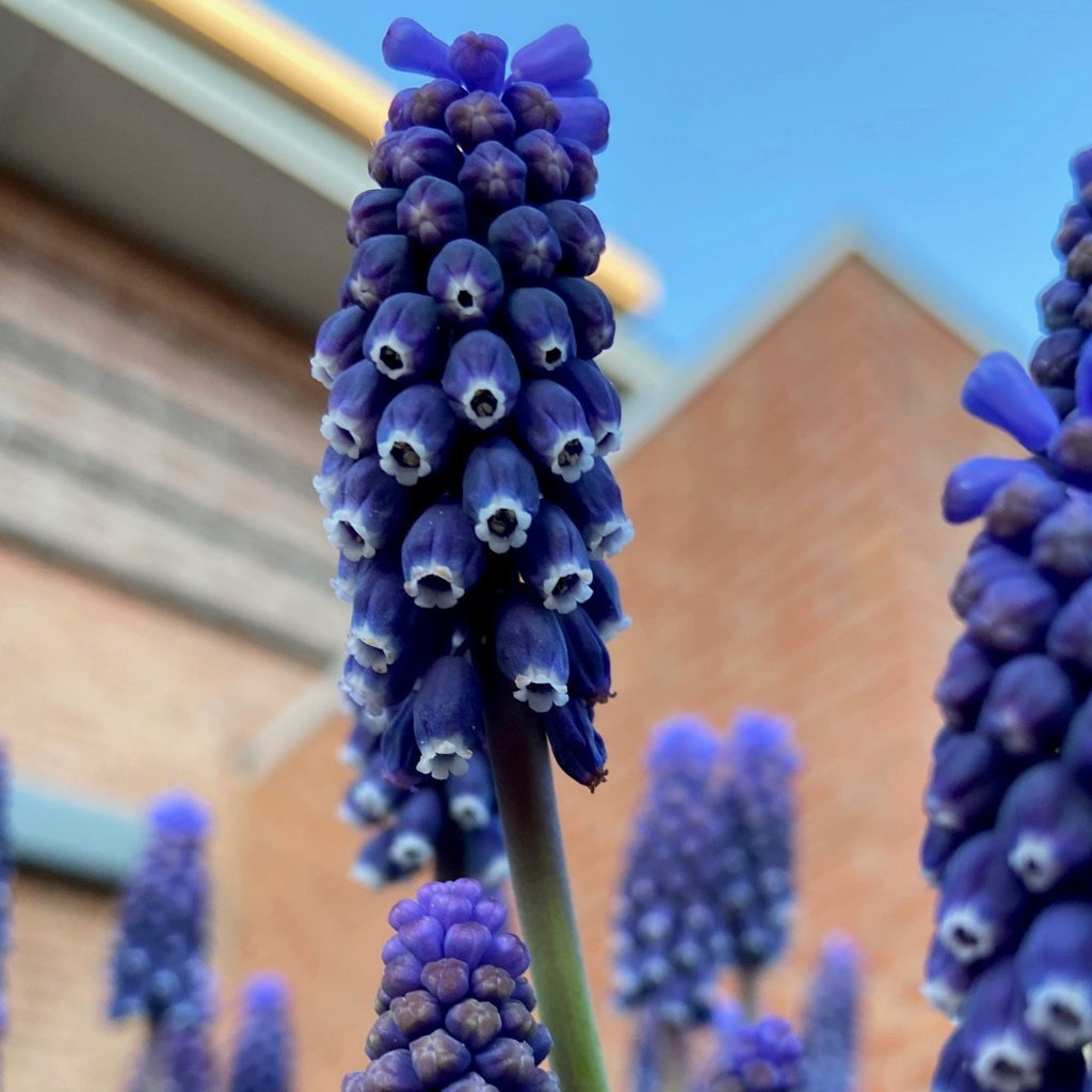 Muscari Night Eyes