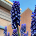 Muscari Night Eyes