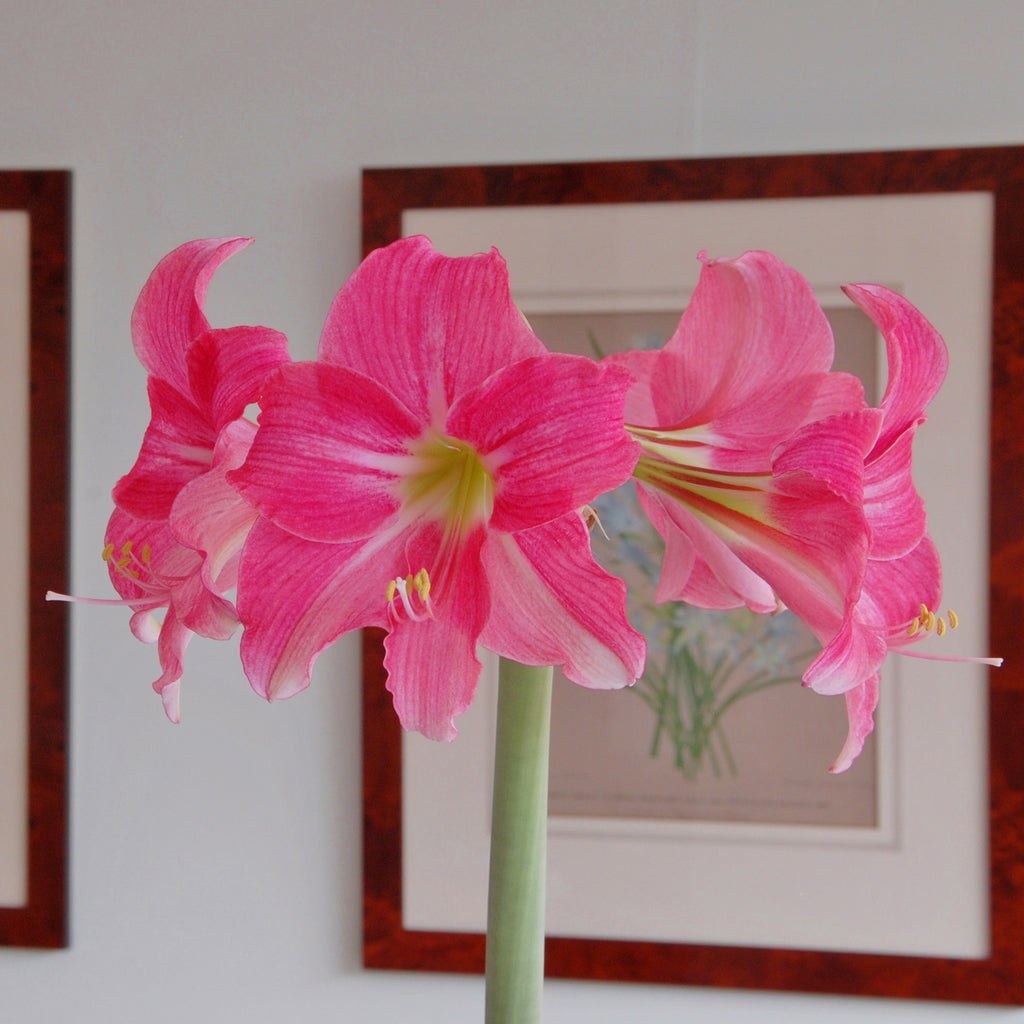 Amaryllis Neon