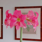 Amaryllis Neon