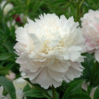 Peony Pillow Talk