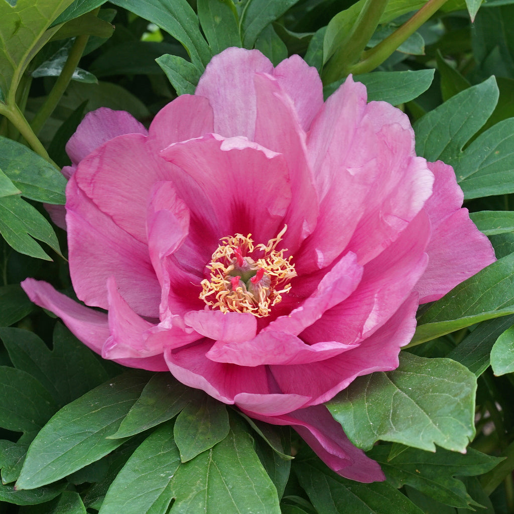 Peony Pink Ardour (Itoh)