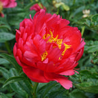 Peony Raspberry Charm