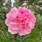Peony Sarah Bernhardt Unique