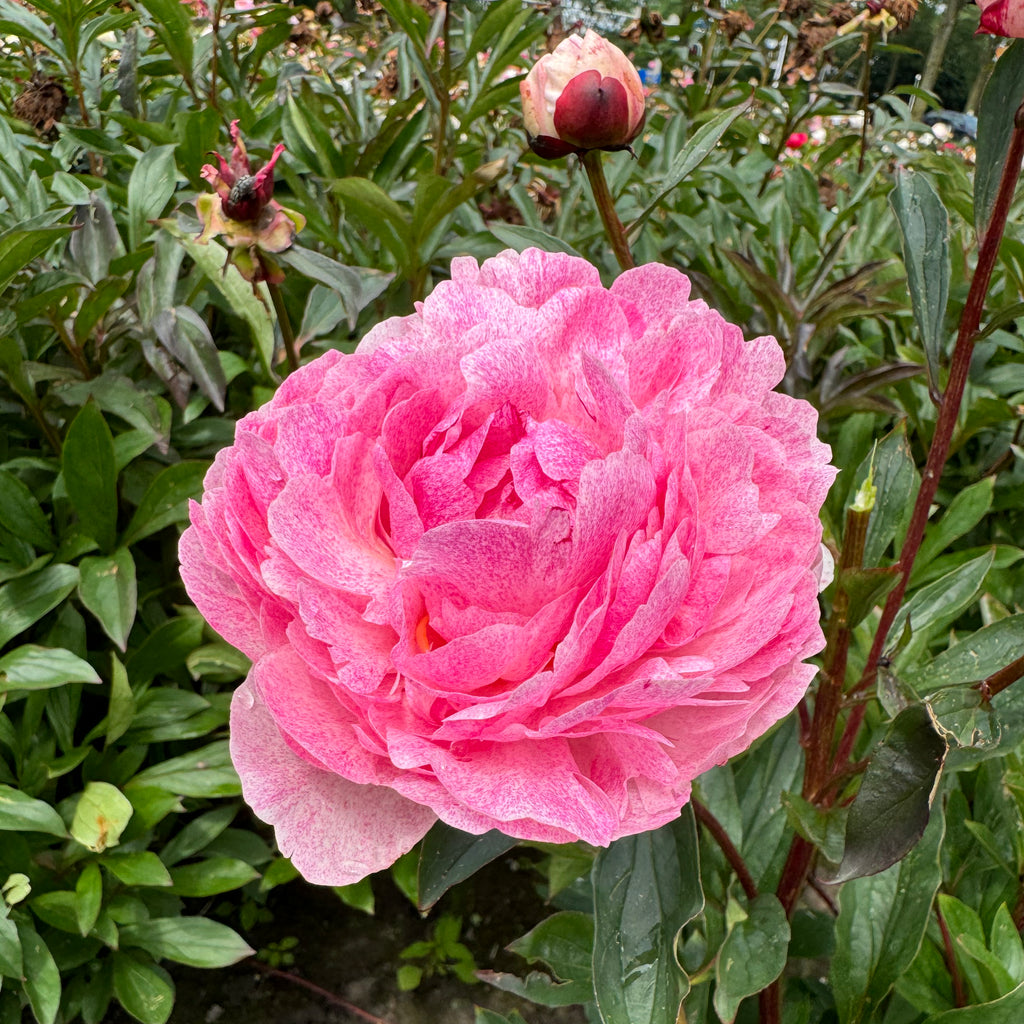 Peony Sarah Bernhardt Unique