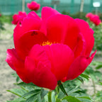 Peony Scarlet o‘ Hara