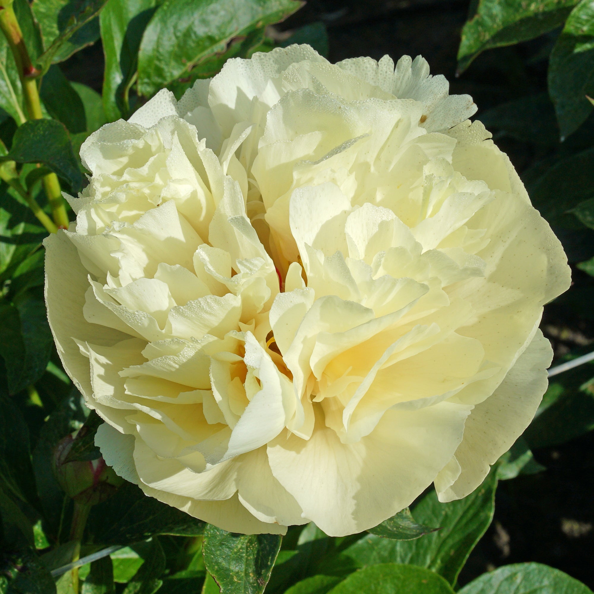 Peony Vanilla Schnapps