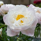 Peony Miss America