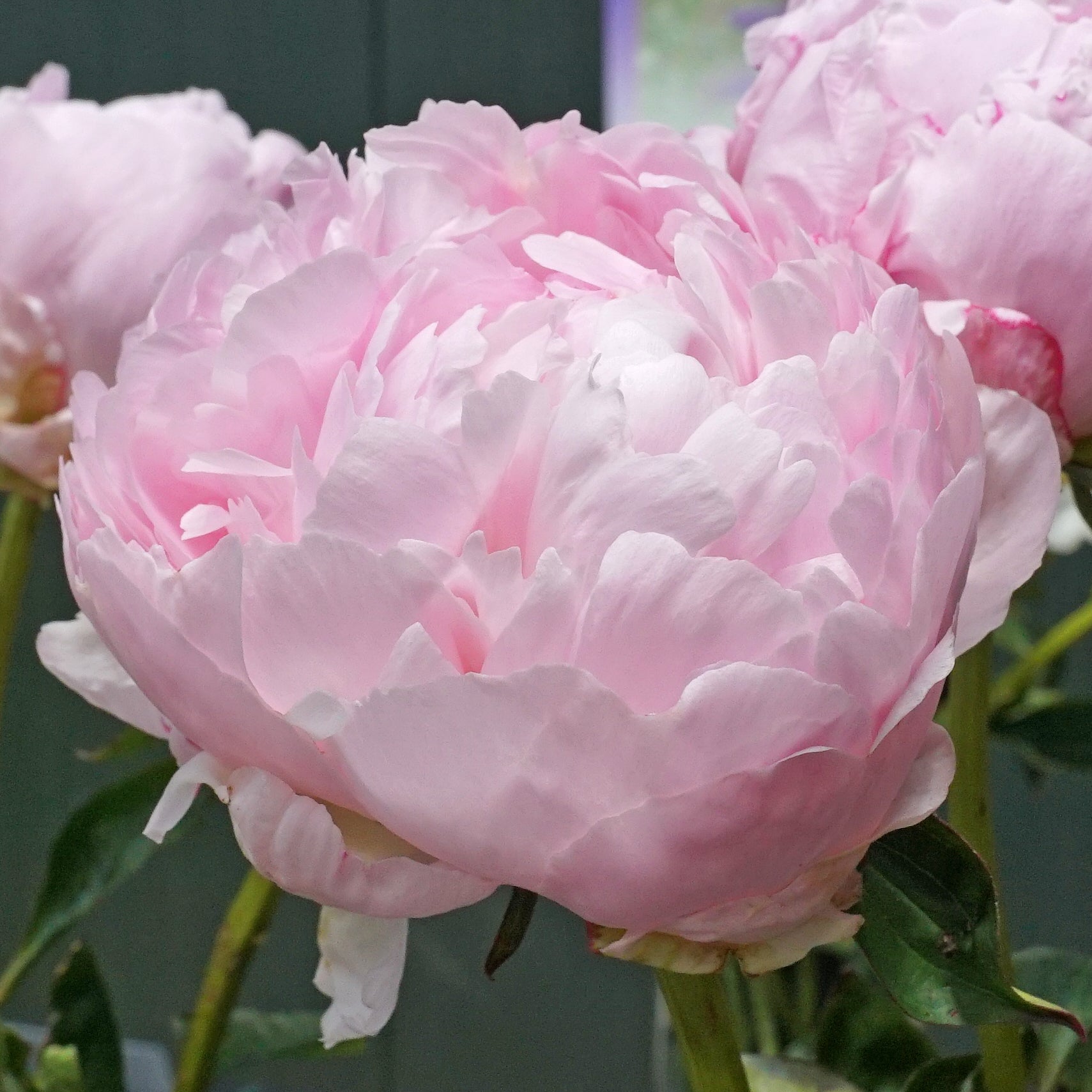 Peony Pillow Talk