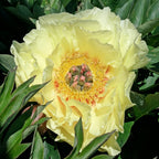 Peony Garden Treasure (Itoh)