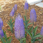Scilla madeirensis