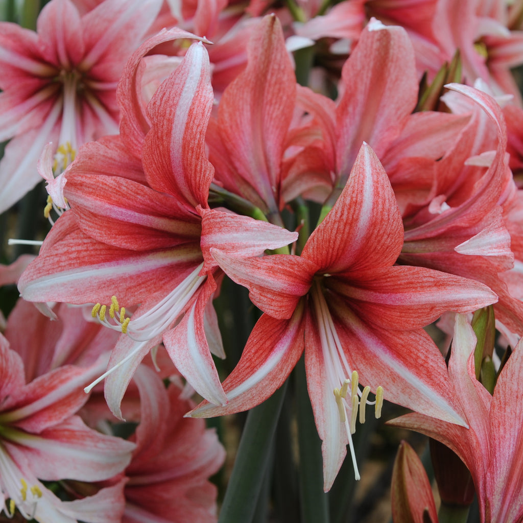 Amaryllis Sweet Lilian