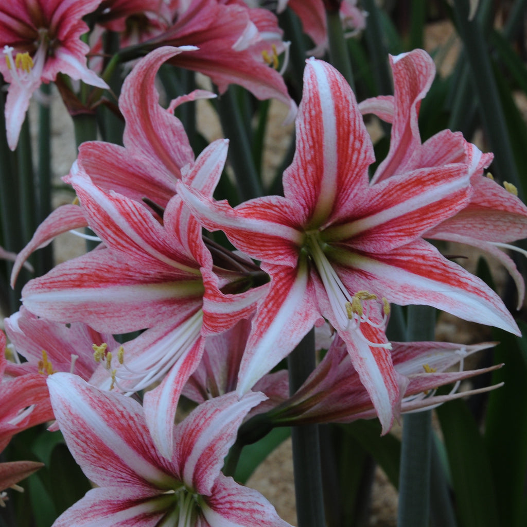 Amaryllis Sweet Lilian
