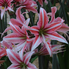 Amaryllis Sweet Lilian