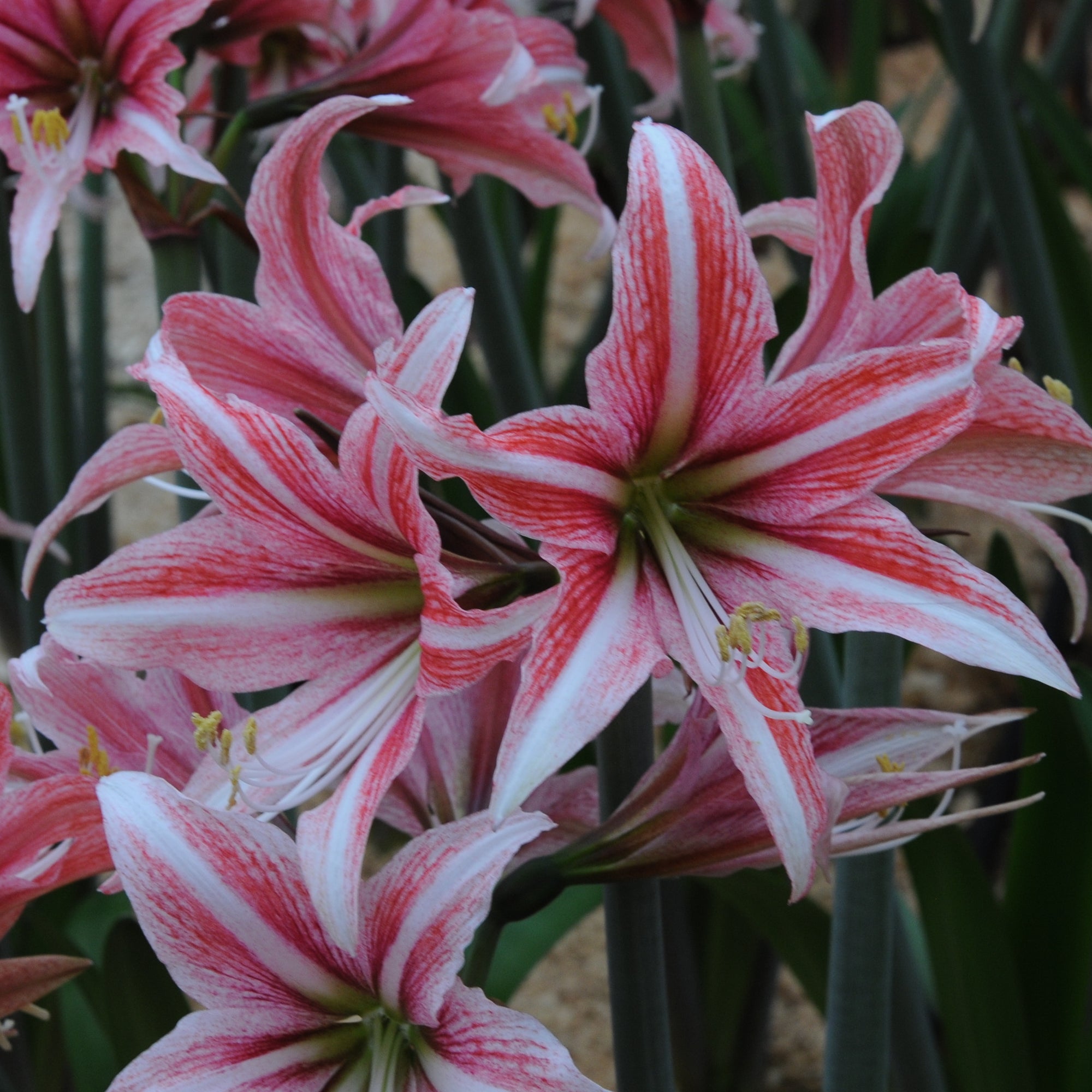Amaryllis Sweet Lilian