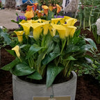 Zantedeschia Sunclub