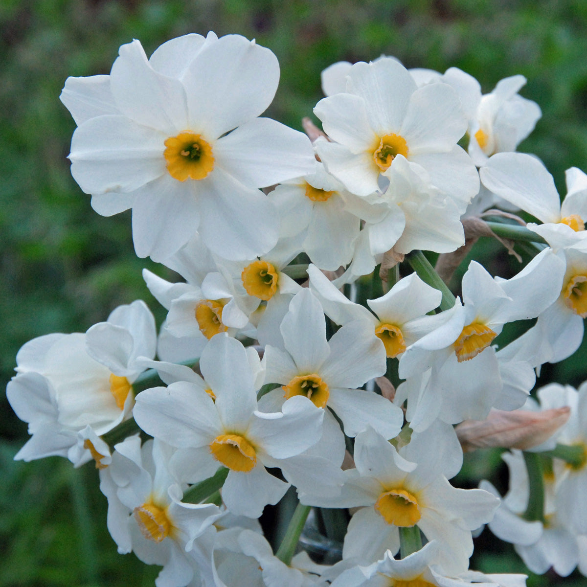 medioluteus (biflorus)