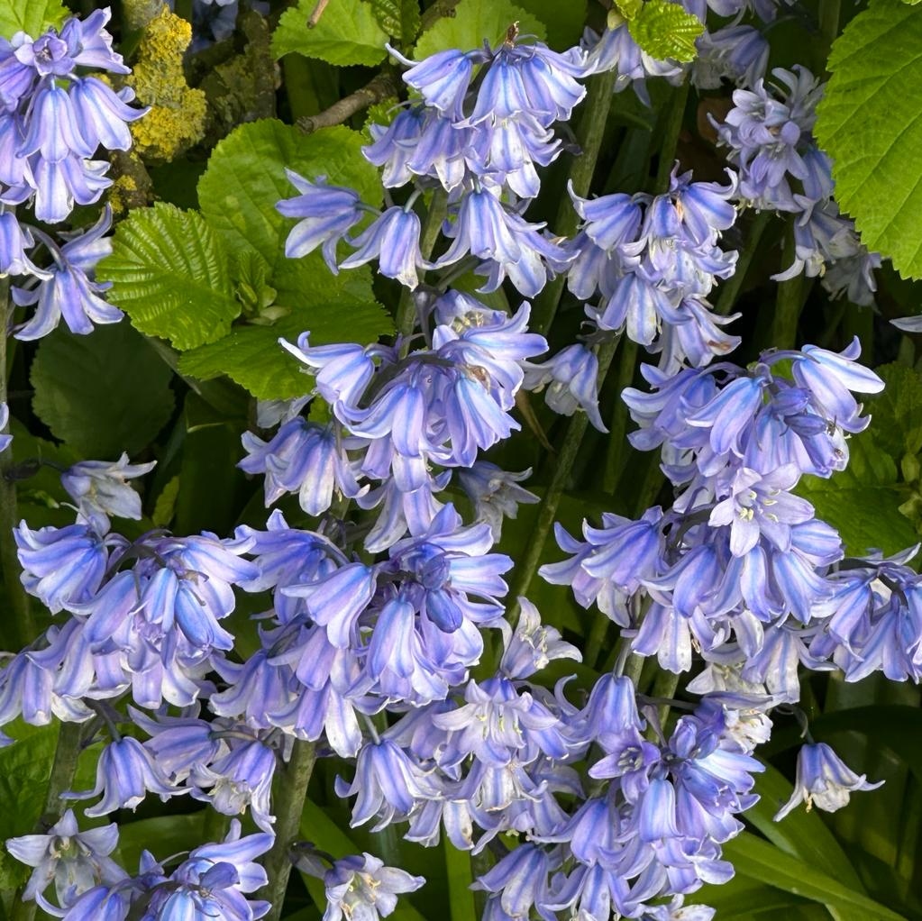 Hyacinthoides hispanica Excelsior