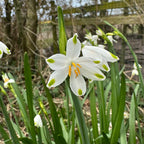 Leucojum aestivum Gravetye Giant