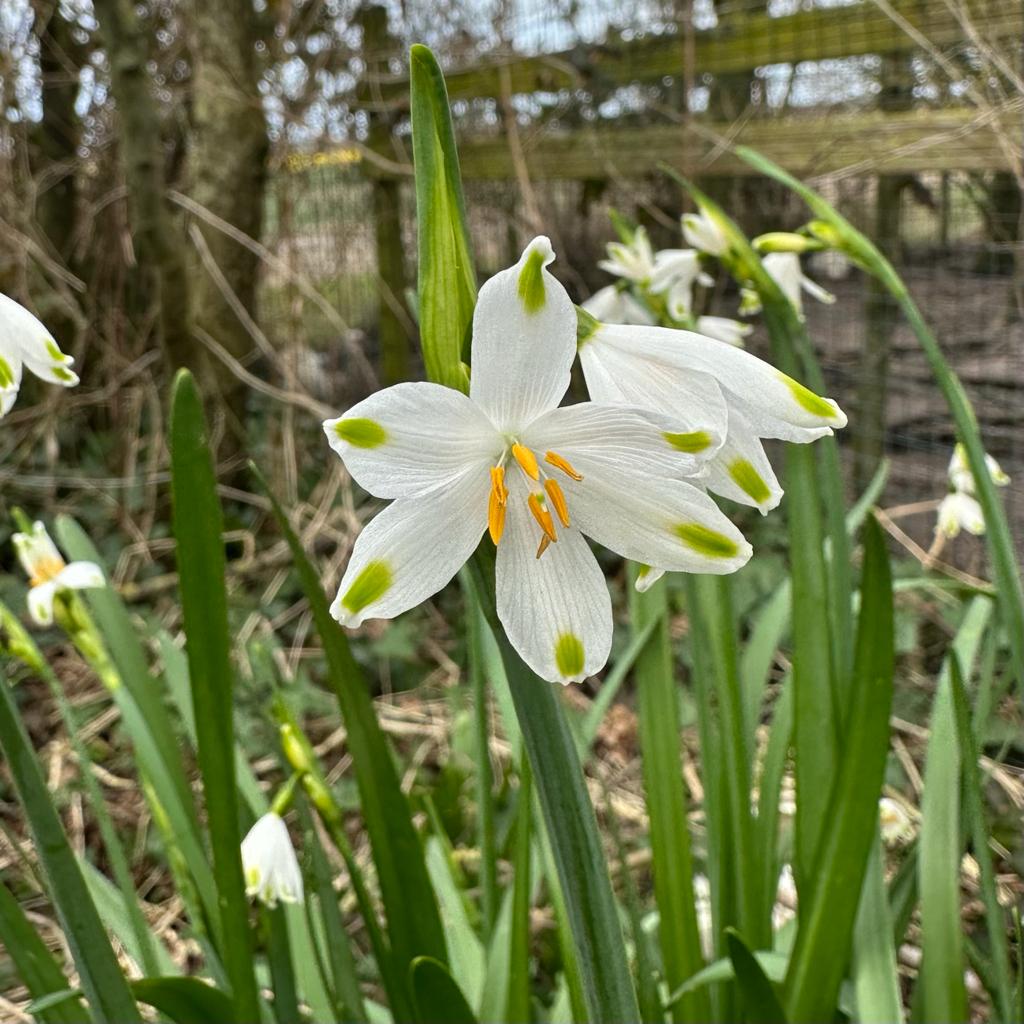 Leucojum aestivum Gravetye Giant