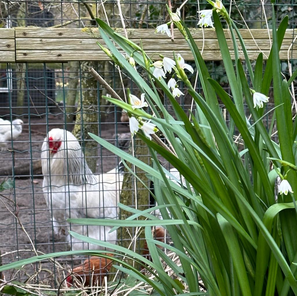 Leucojum aestivum Gravetye Giant