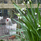 Leucojum aestivum Gravetye Giant